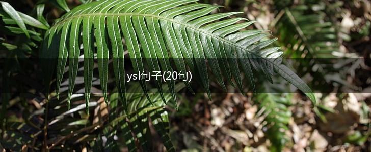 ysl句子(20句),第1张