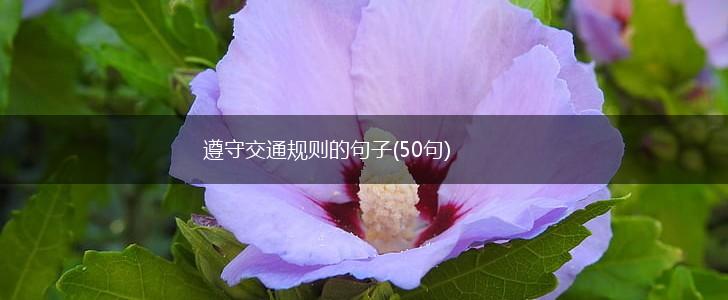 遵守交通规则的句子(50句),第1张
