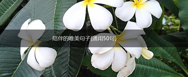 陪伴的唯美句子(通用50句),第1张
