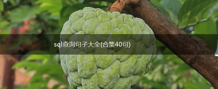 sql查询句子大全(合集40句),第1张