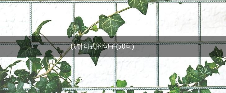顶针句式的句子(50句),第1张
