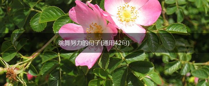 跳舞努力的句子(通用42句),第1张