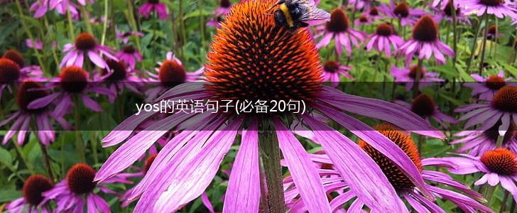 yos的英语句子(必备20句),第1张