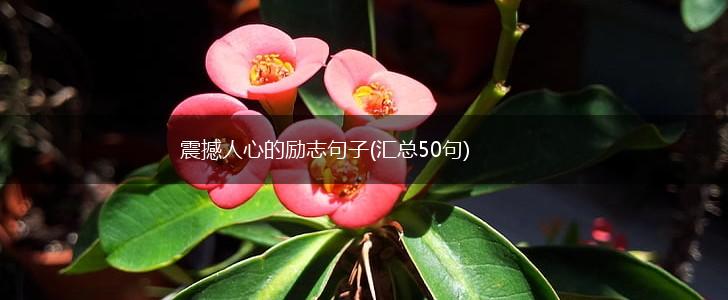 震撼人心的励志句子(汇总50句),第1张