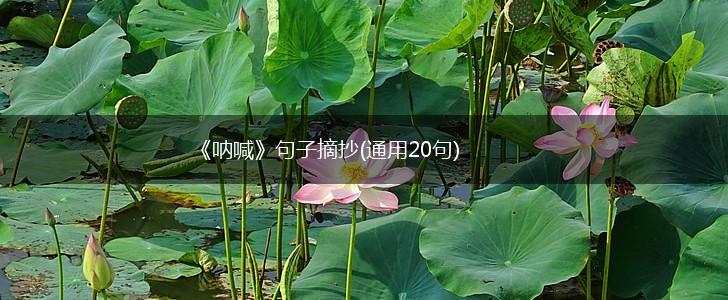《呐喊》句子摘抄(通用20句),第1张