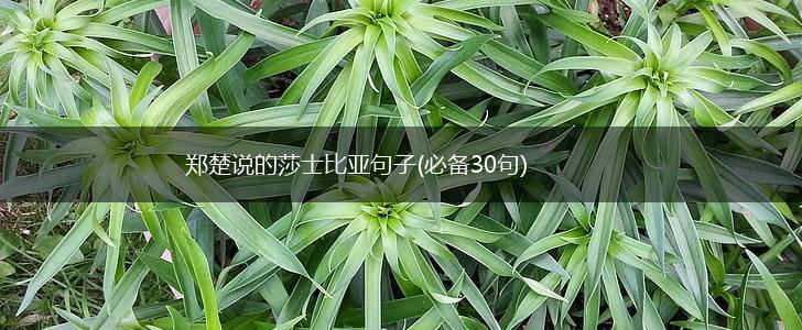 郑楚说的莎士比亚句子(必备30句),第1张