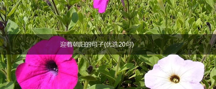 迎着朝阳的句子(优选20句),第1张 迎着朝阳的句子(优选20句),第1张