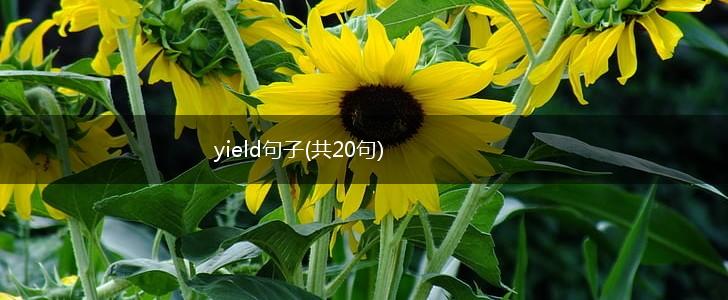 yield句子(共20句),第1张