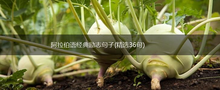 阿拉伯语经典励志句子(精选36句),第1张