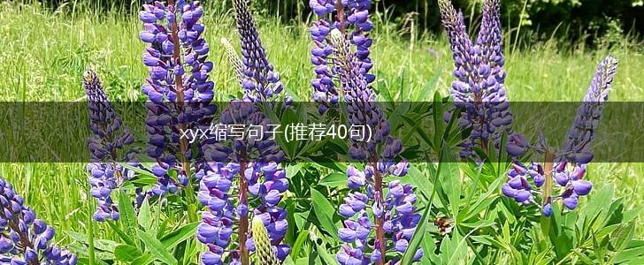 xyx缩写句子(推荐40句),第1张