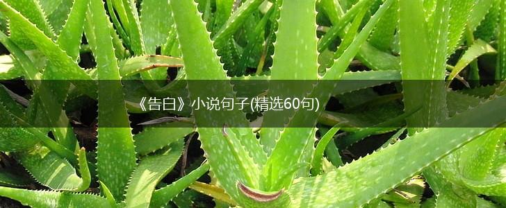 《告白》小说句子(精选60句),第1张