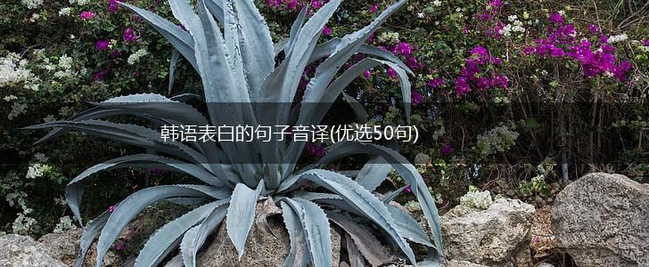 韩语表白的句子音译(优选50句),第1张