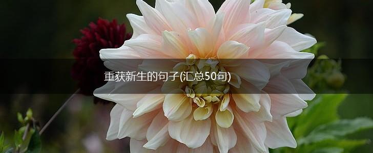 重获新生的句子(汇总50句),第1张
