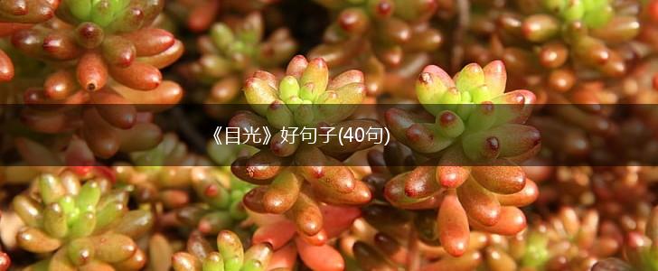 《目光》好句子(40句),第1张