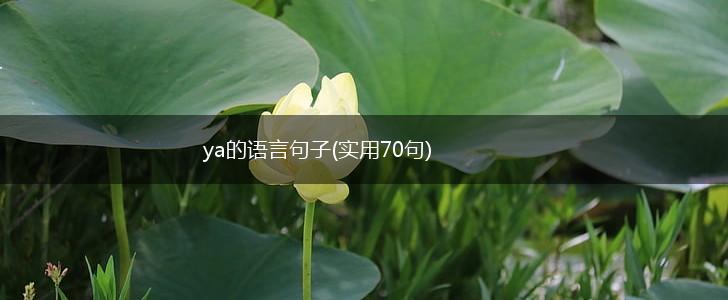ya的语言句子(实用70句),第1张