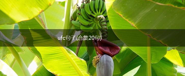ufc句子(合集20句),第1张