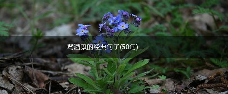 骂酒鬼的经典句子(50句),第1张