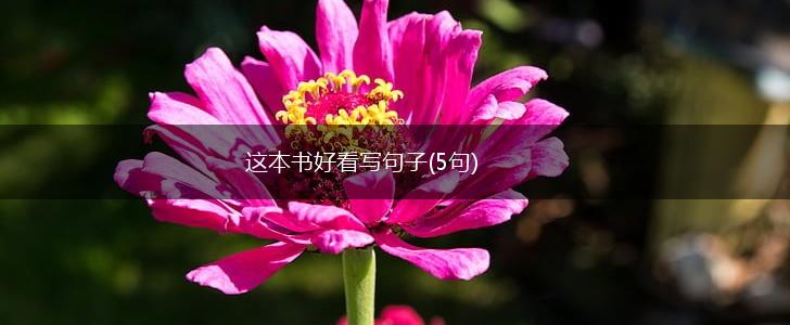 这本书好看写句子(5句),第1张