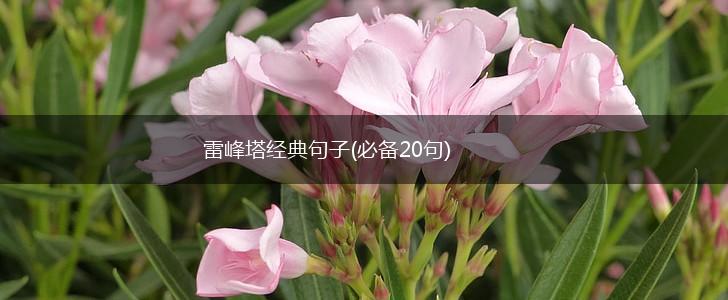 雷峰塔经典句子(必备20句),第1张