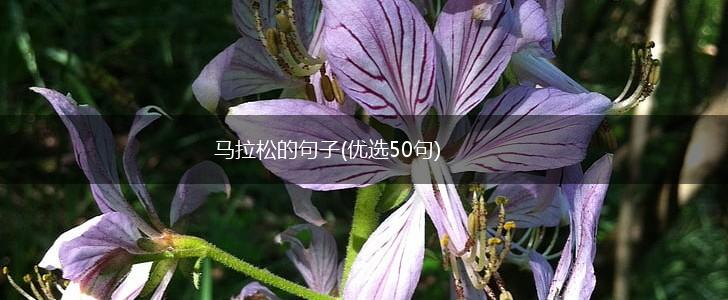 马拉松的句子(优选50句),第1张