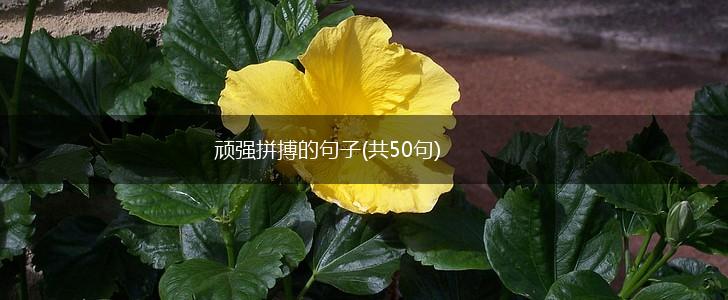 顽强拼搏的句子(共50句),第1张