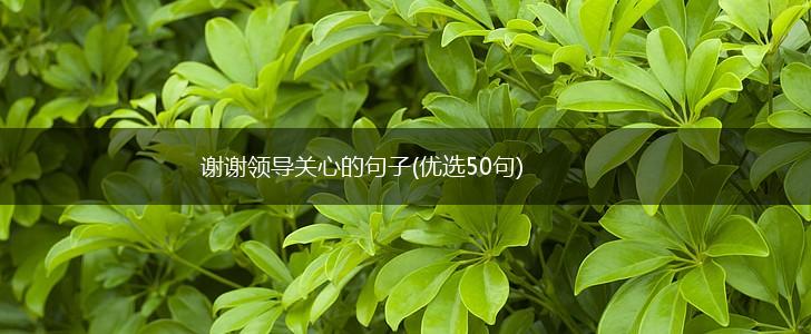 谢谢领导关心的句子(优选50句),第1张