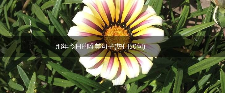 那年今日的唯美句子(热门50句),第1张