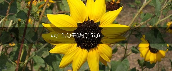 uc广告句子(热门15句),第1张