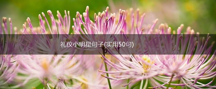 礼仪小明星句子(实用50句),第1张