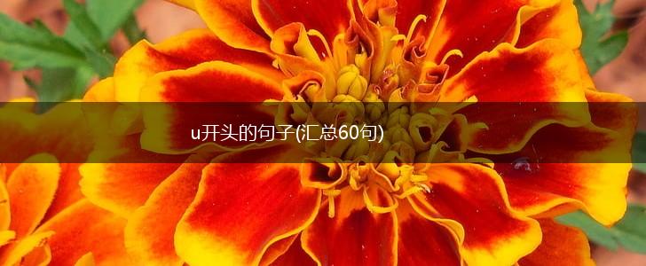 u开头的句子(汇总60句),第1张