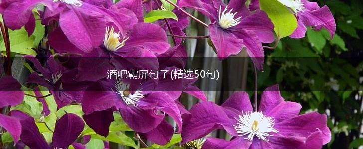 酒吧霸屏句子(精选50句),第1张 酒吧霸屏句子(精选50句),第1张