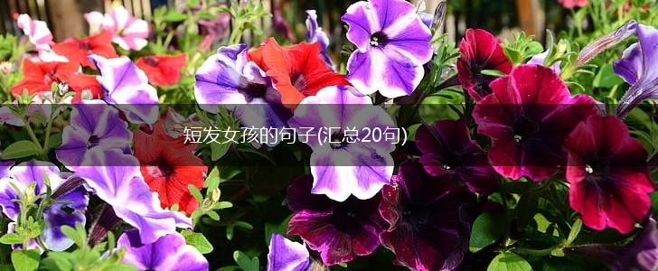 短发女孩的句子(汇总20句),第1张