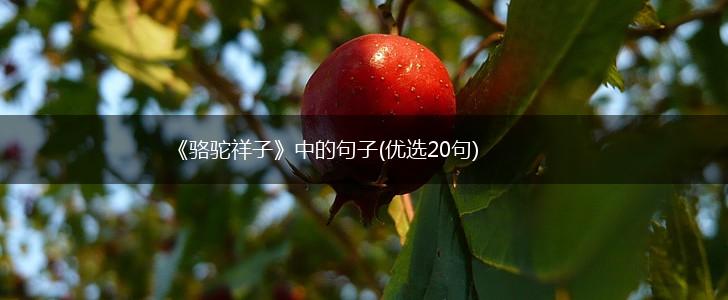《骆驼祥子》中的句子(优选20句),第1张