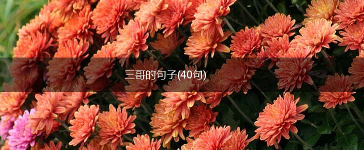 三哥的句子(40句),第1张