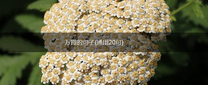 万霞的句子(通用20句),第1张