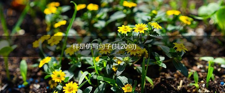 一样是仿写句子(共20句),第1张 一样是仿写句子(共20句),第1张