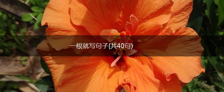 一根就写句子(共40句),第1张