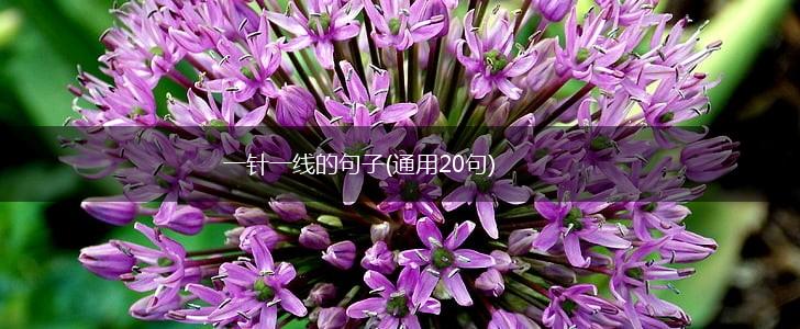一针一线的句子(通用20句),第1张