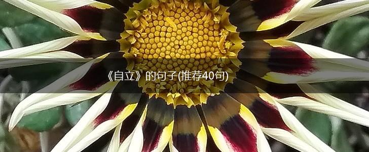 《自立》的句子(推荐40句),第1张