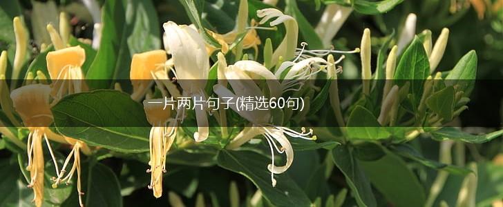 一片两片句子(精选60句),第1张