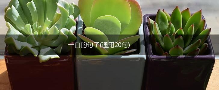 一白的句子(通用20句),第1张