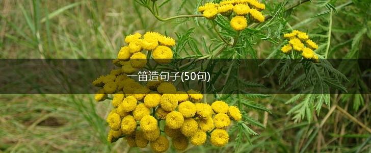 一笛造句子(50句),第1张