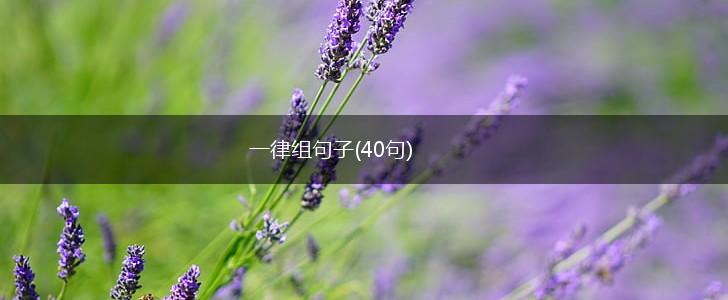 一律组句子(40句),第1张