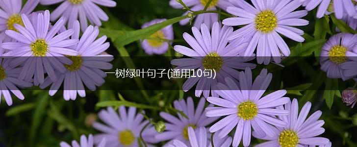 一树绿叶句子(通用10句),第1张