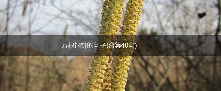 万根钢针的句子(合集40句),第1张
