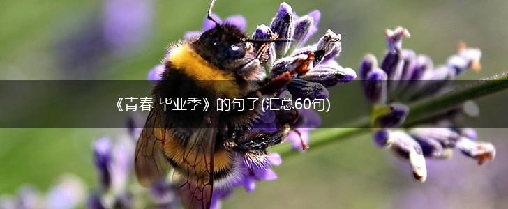 《青春 毕业季》的句子(汇总60句),第1张