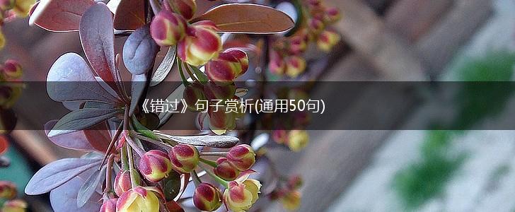 《错过》句子赏析(通用50句),第1张