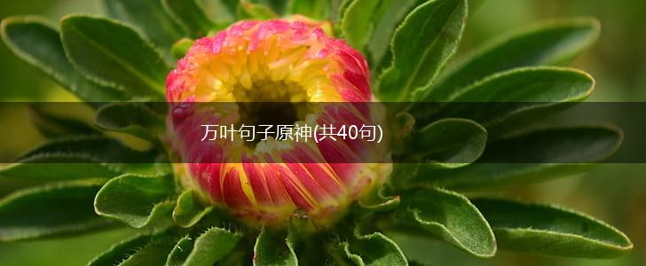 万叶句子原神(共40句),第1张