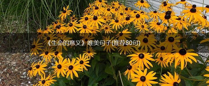 《生命的意义》唯美句子(推荐80句),第1张