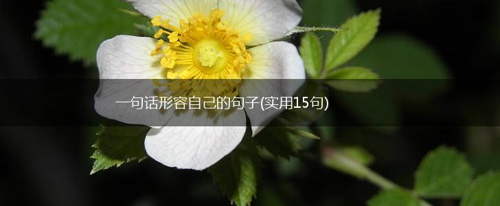 一句话形容自己的句子(实用15句),第1张 一句话形容自己的句子(实用15句),第1张